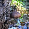 Pluteus cervinus